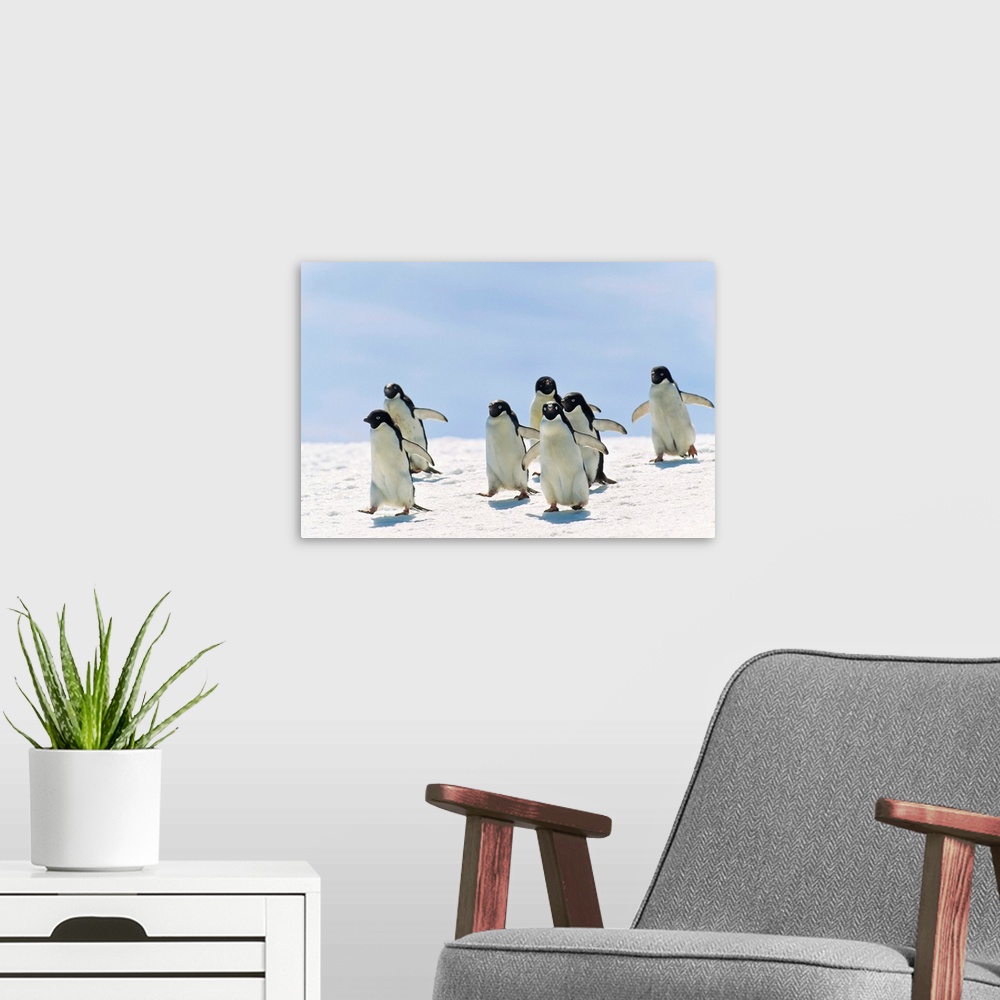 A modern room featuring Adelie Penguin group running, Antarctica