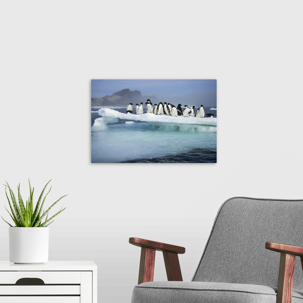 A modern room featuring ADELIE PENGUIN (Pygoscelis adeliae), GROUP CROWDING ON MELTING SUMMER ICE FLOE, POSSESSION ISLAND...