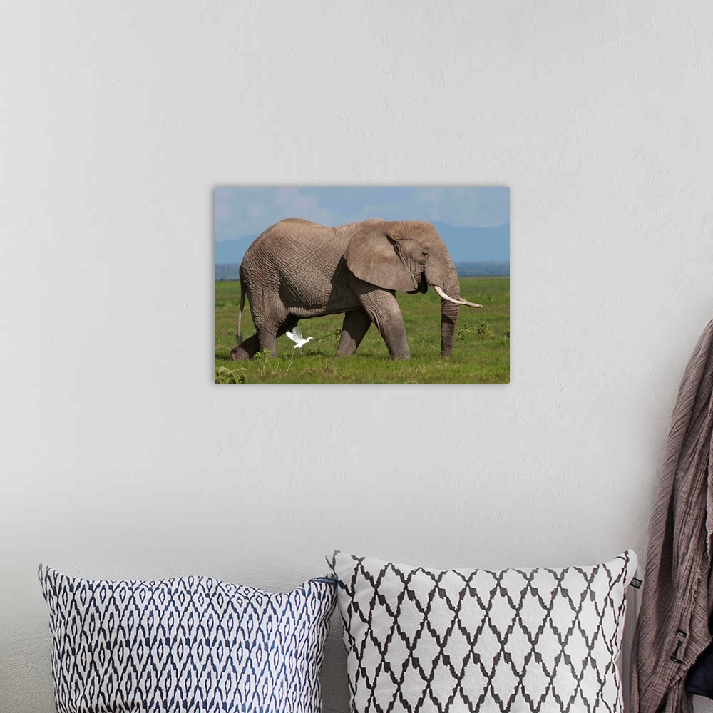 A bohemian room featuring African Elephant  - Loxodonta africana.