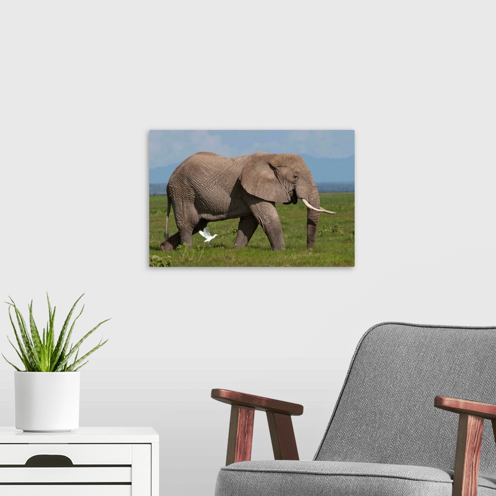 A modern room featuring African Elephant  - Loxodonta africana.