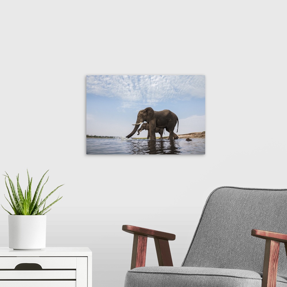 A modern room featuring African Elephant (Loxodonta africana) bulls drinking, Botswana.