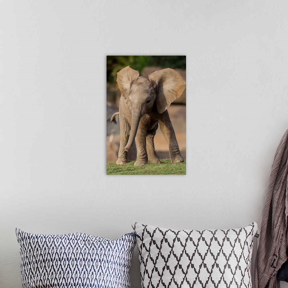 A bohemian room featuring African Elephant calf displaying, native to Africa