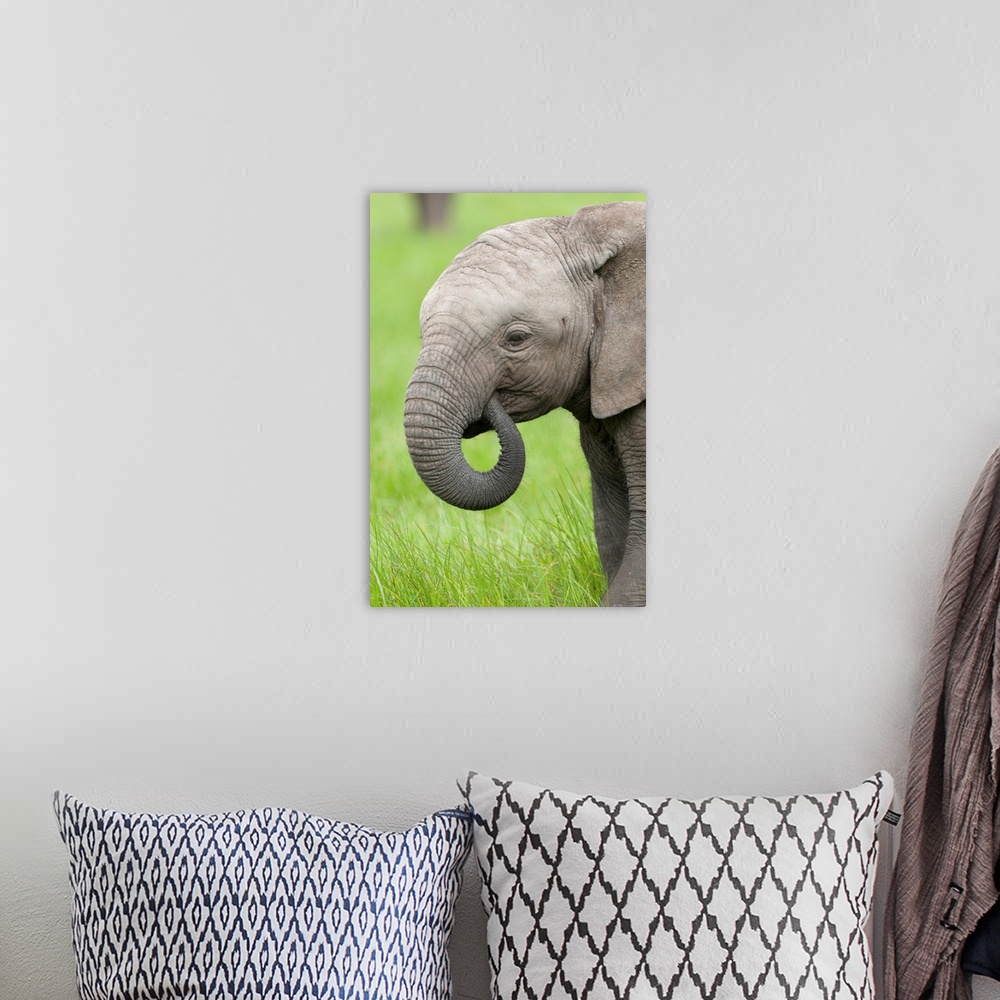 A bohemian room featuring African Elephant calf grazing, Ol Pejeta Conservancy, Kenya