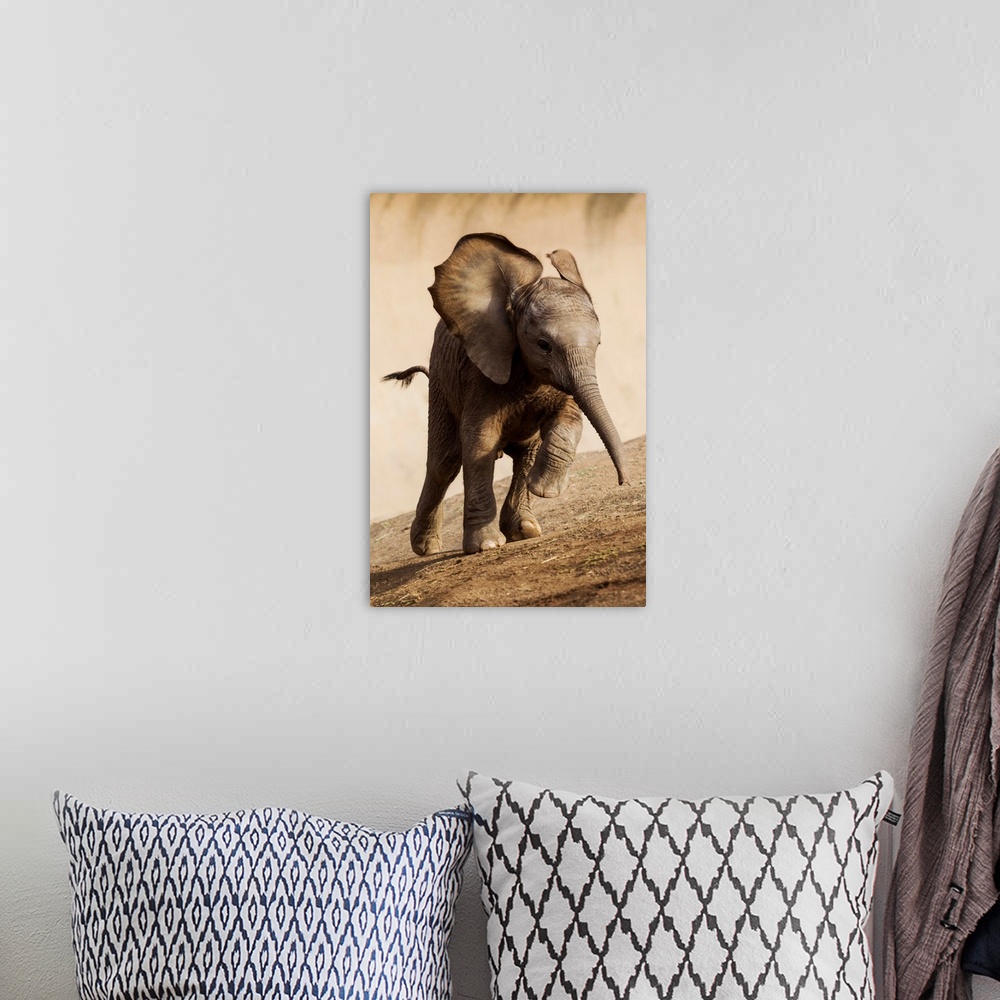 A bohemian room featuring African Elephant calf running, native to Africa