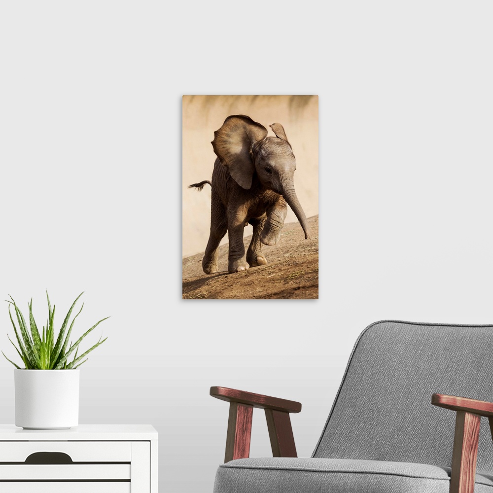 A modern room featuring African Elephant calf running, native to Africa