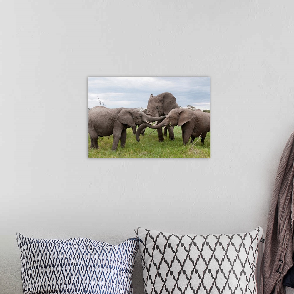 A bohemian room featuring African Elephant calves playing, Ol Pejeta Conservancy, Kenya