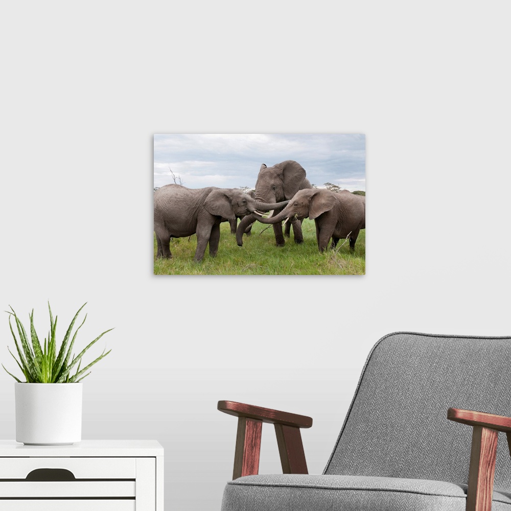 A modern room featuring African Elephant calves playing, Ol Pejeta Conservancy, Kenya