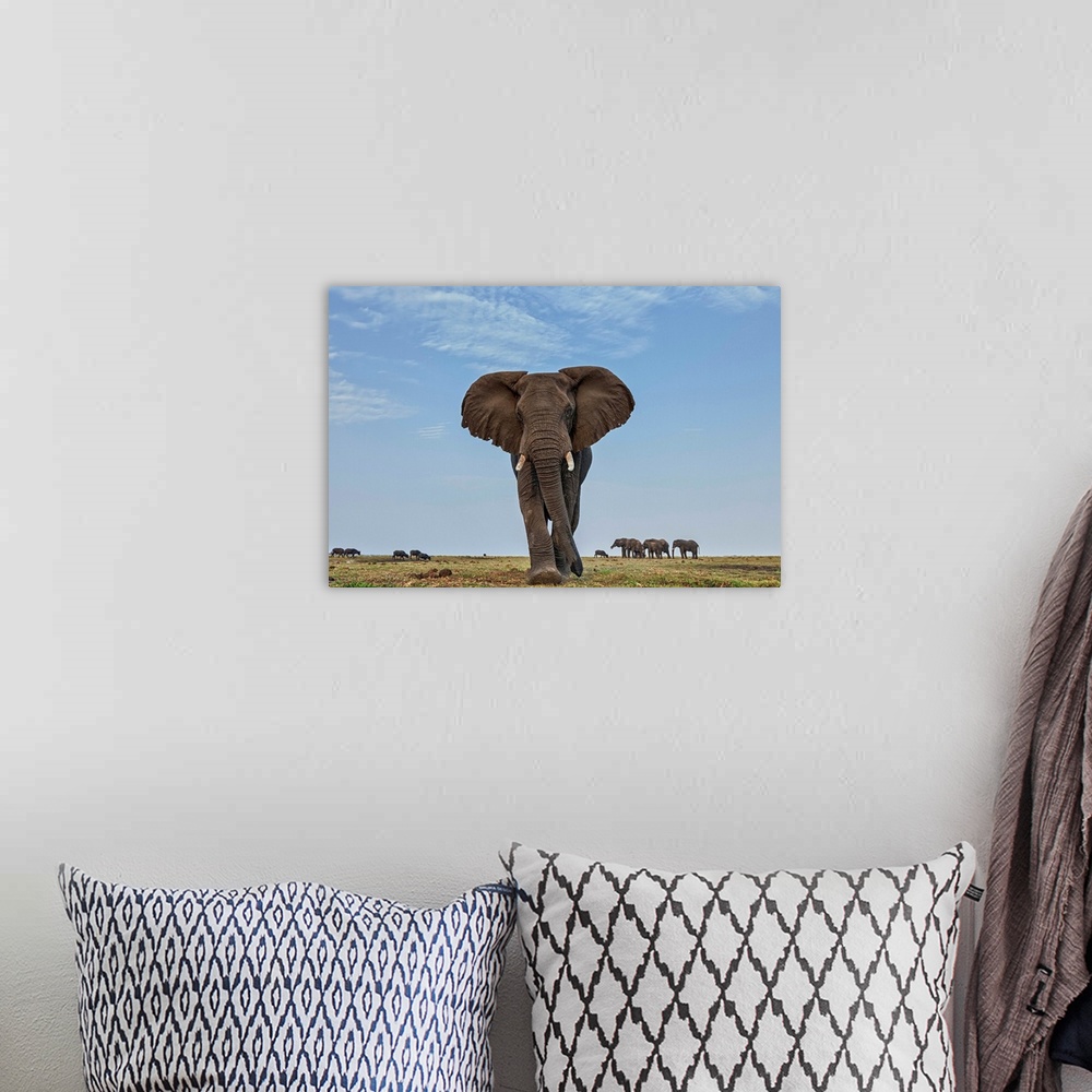 A bohemian room featuring African Elephant (Loxodonta africana) female in defensive posture with herd in the background, Bo...