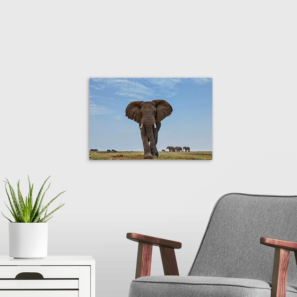A modern room featuring African Elephant (Loxodonta africana) female in defensive posture with herd in the background, Bo...
