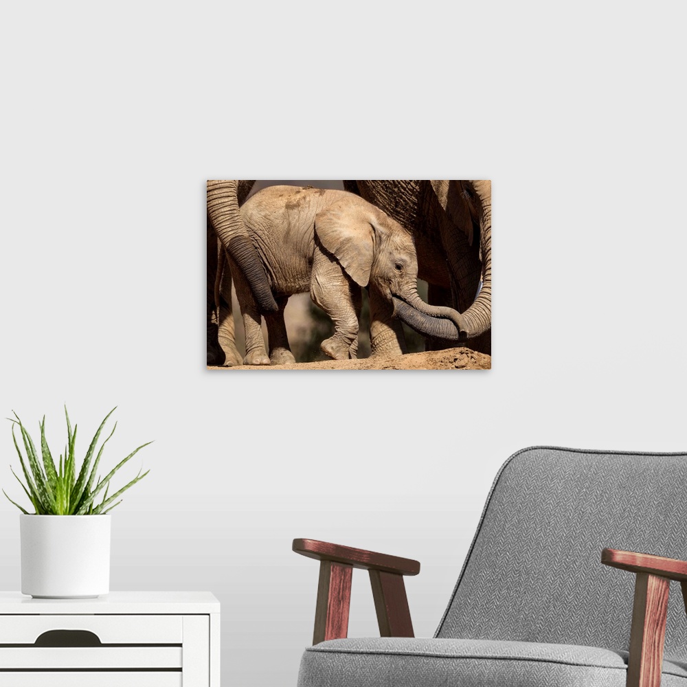 A modern room featuring African Elephant females tending to calf, native to Africa