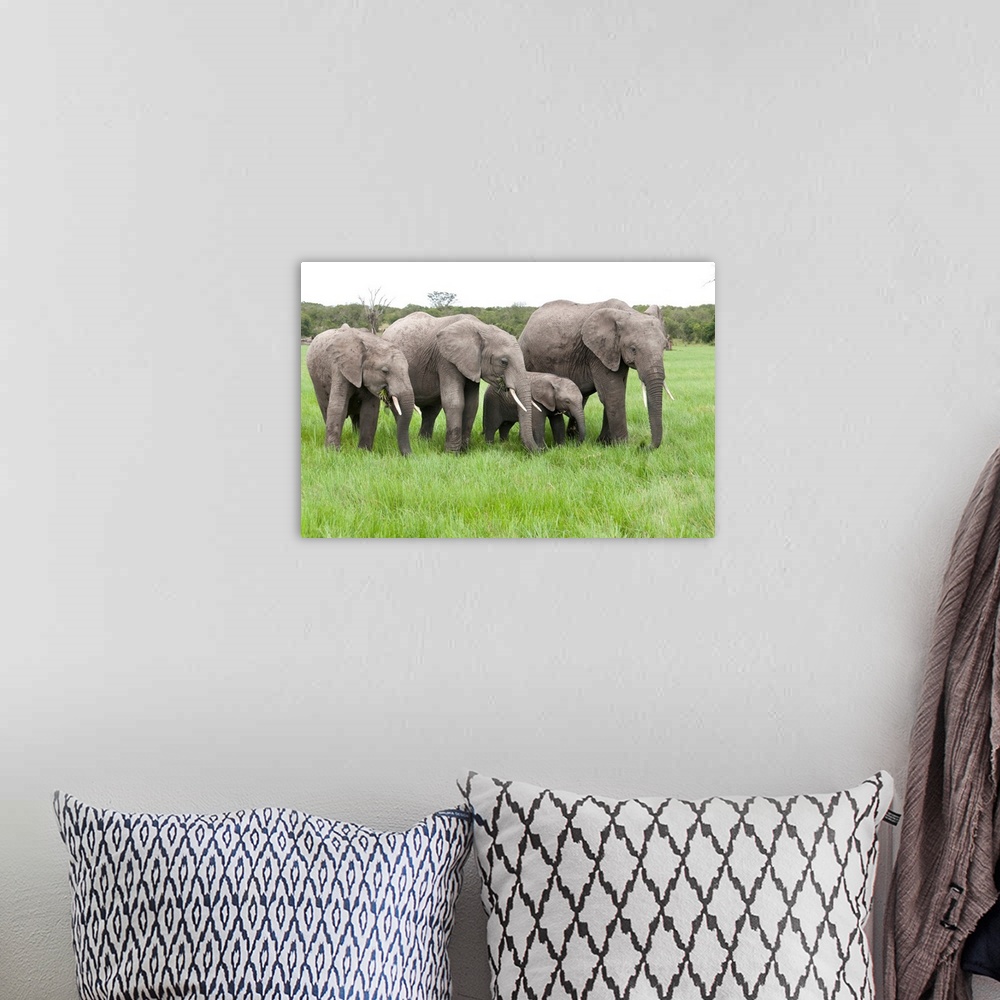 A bohemian room featuring African Elephant group grazing, Ol Pejeta Conservancy, Kenya