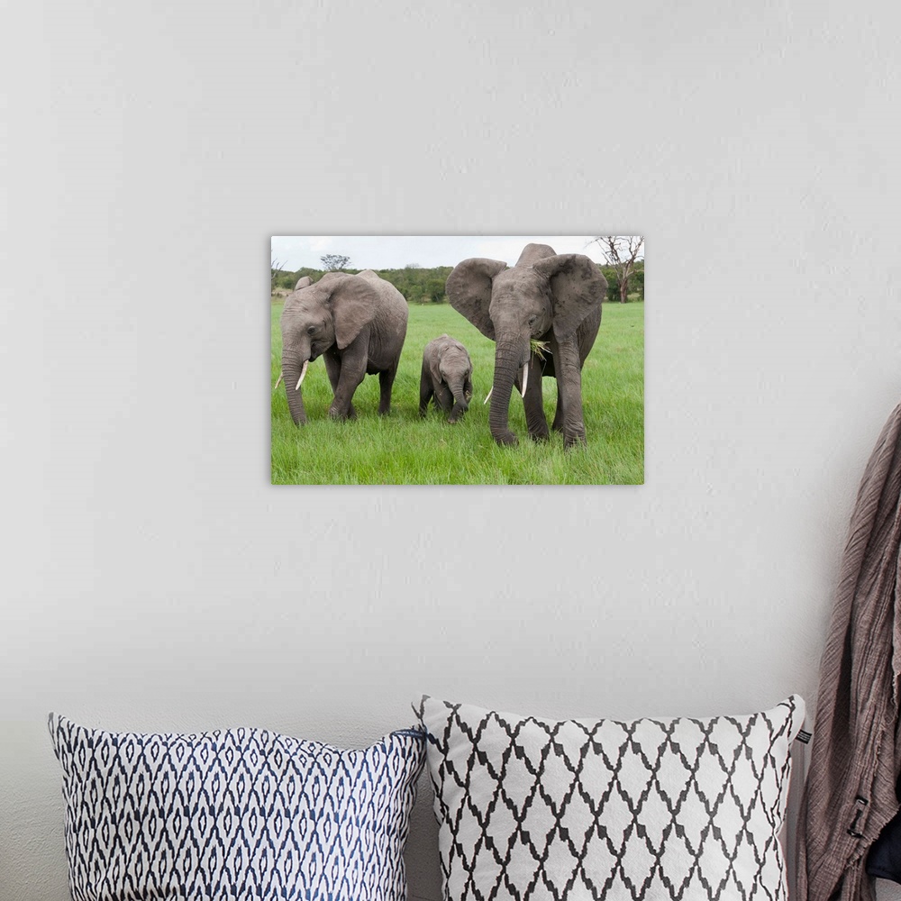 A bohemian room featuring African Elephant group grazing, Ol Pejeta Conservancy, Kenya
