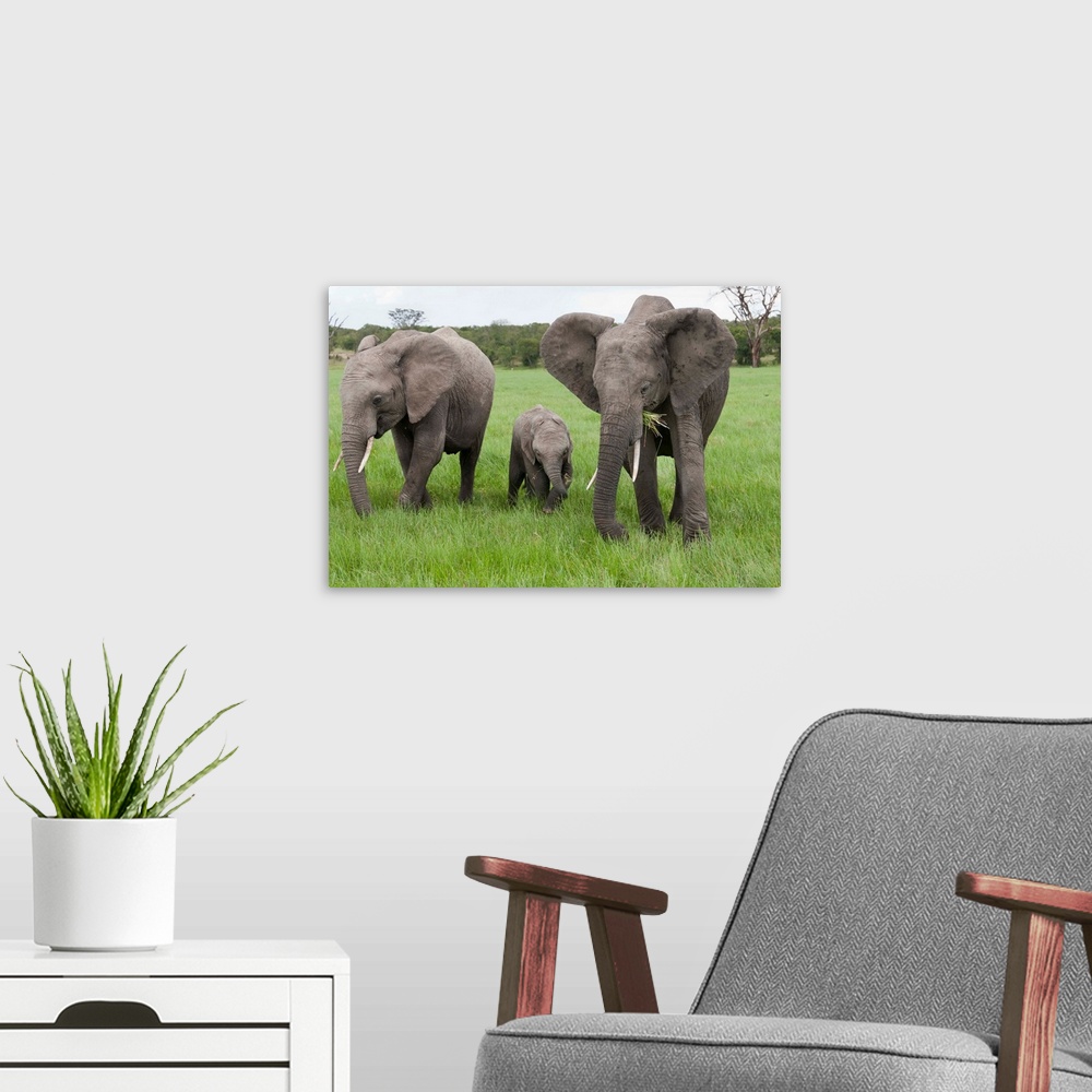 A modern room featuring African Elephant group grazing, Ol Pejeta Conservancy, Kenya