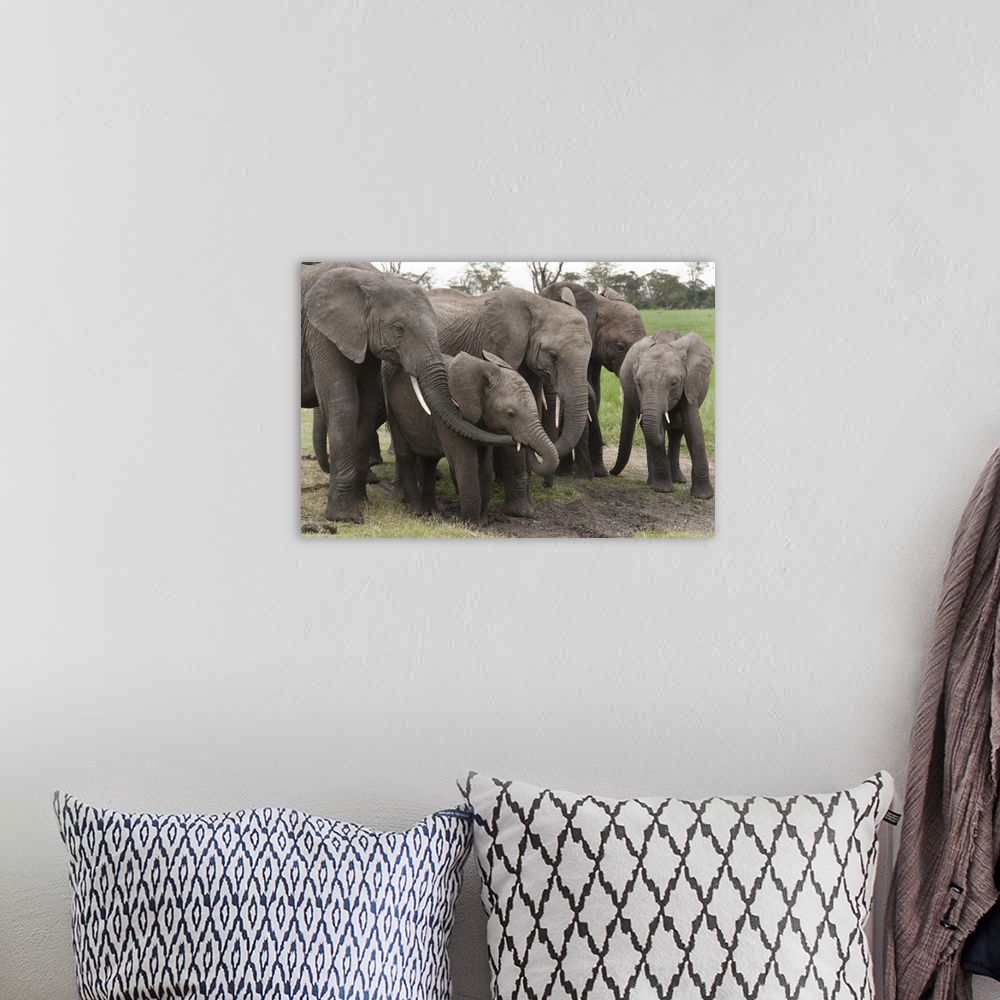 A bohemian room featuring African Elephant herd grazing, Ol Pejeta Conservancy, Kenya