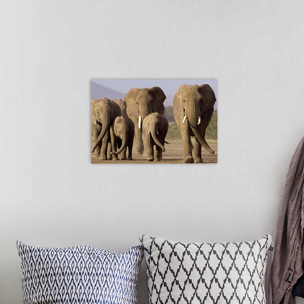 A bohemian room featuring Photo of six elephants walking together in an African park printed on canvas.