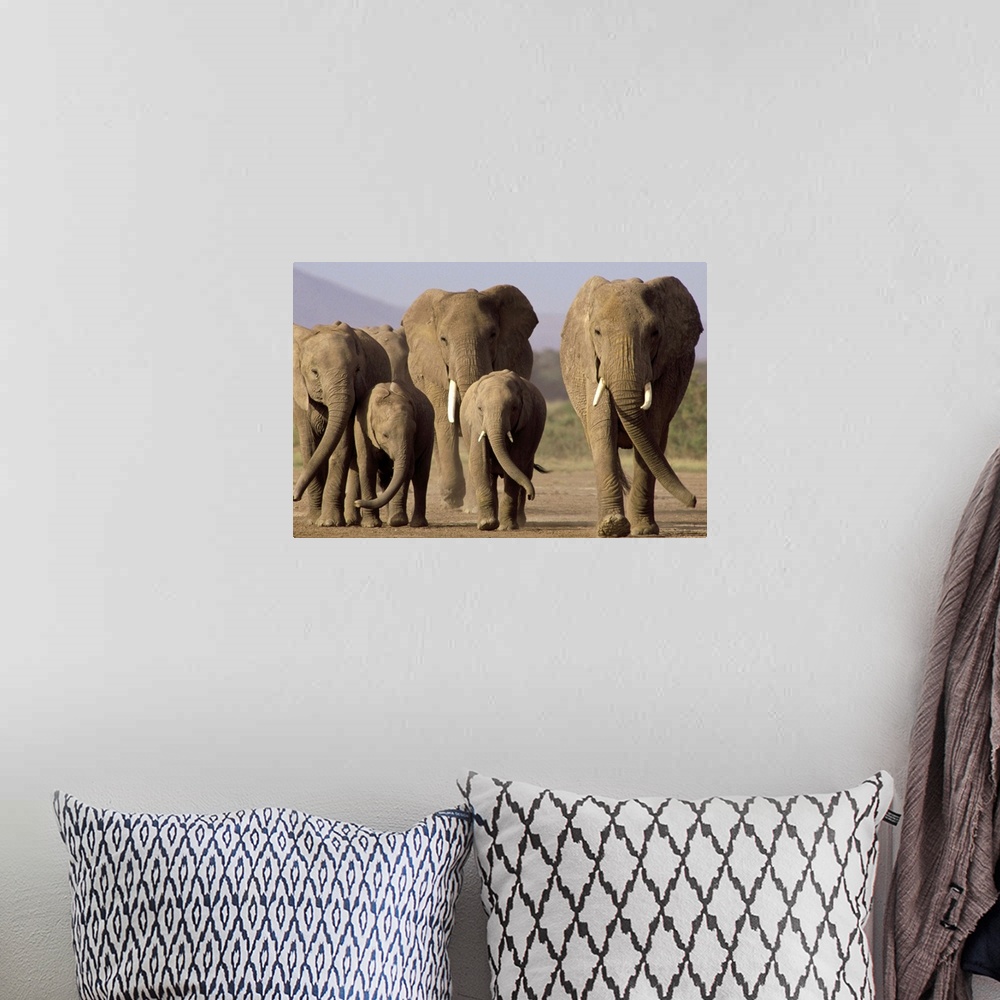 A bohemian room featuring Photo of six elephants walking together in an African park printed on canvas.