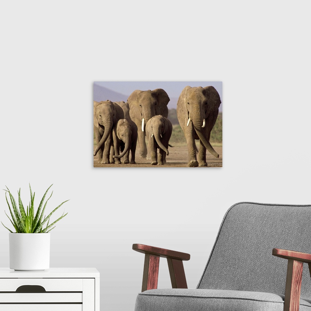 A modern room featuring Photo of six elephants walking together in an African park printed on canvas.