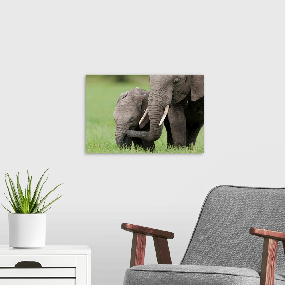 A modern room featuring African Elephant juvenile and calf, Ol Pejeta Conservancy, Kenya