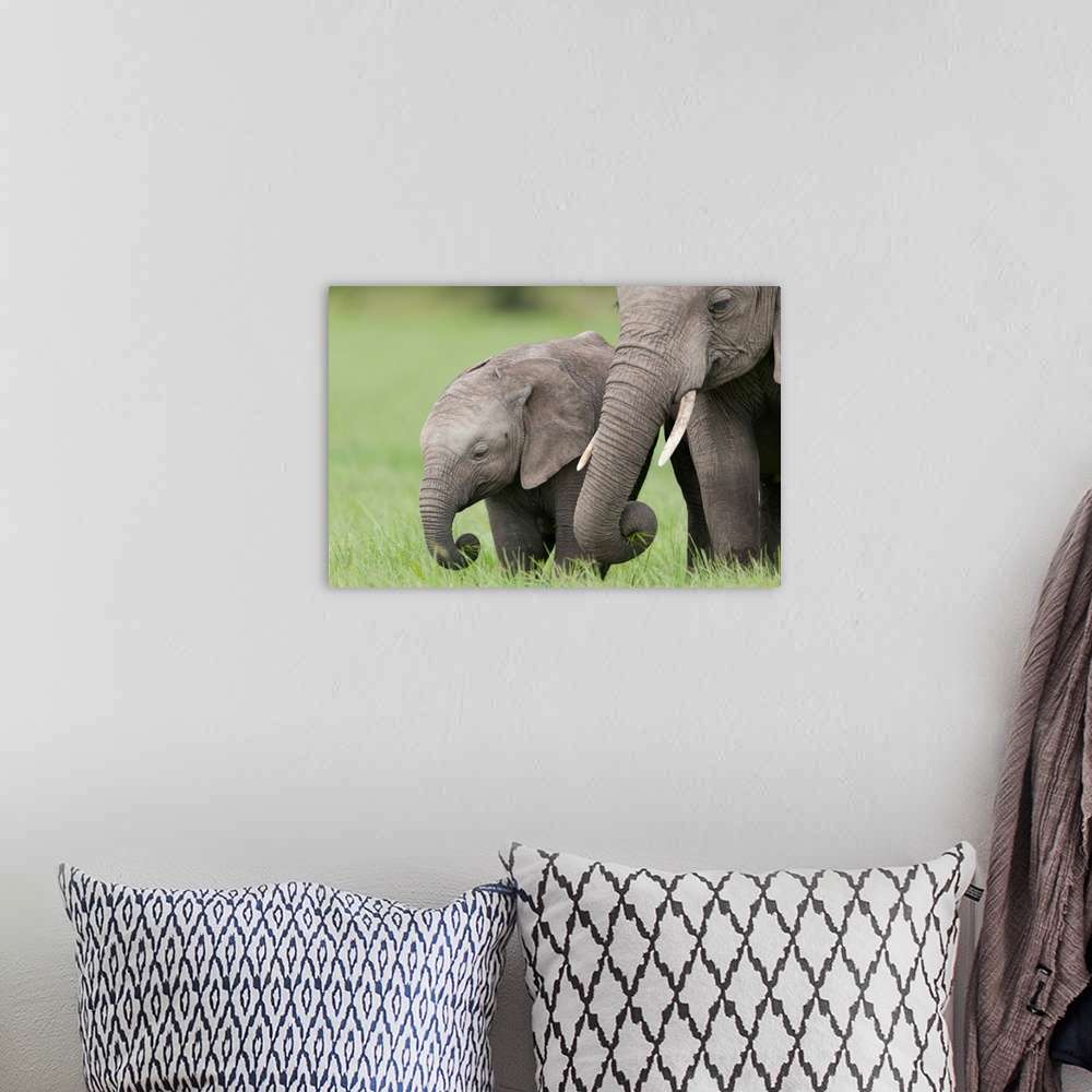 A bohemian room featuring African Elephant juvenile and calf, Ol Pejeta Conservancy, Kenya