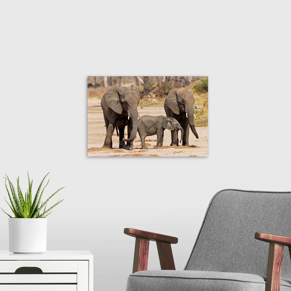 A modern room featuring African Elephant juveniles and calf drinking from holes, Ruaha National Park, Tanzania