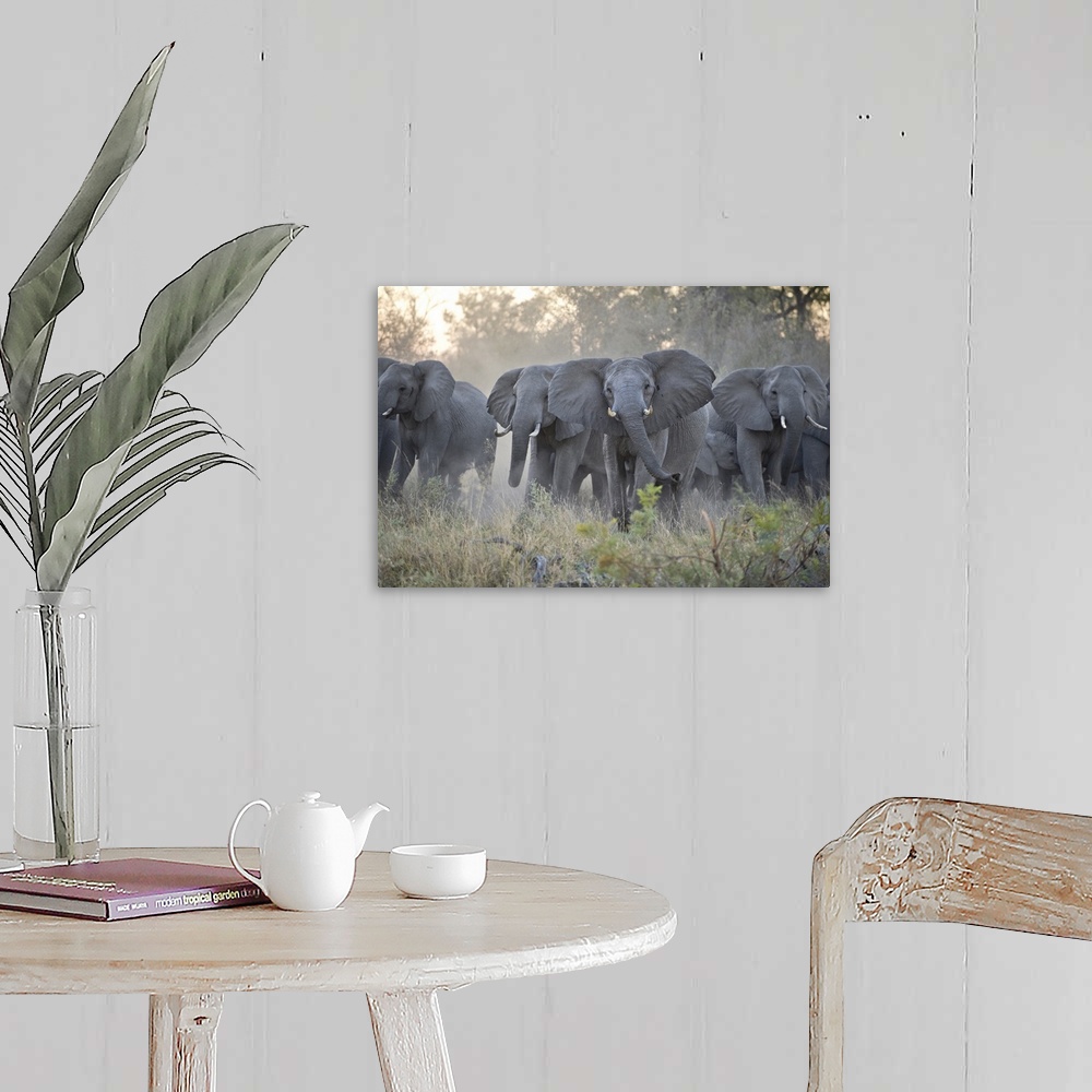 A farmhouse room featuring African ElephantLoxodonta africanaUpset herd gathered together after smelling blood from wild dog...