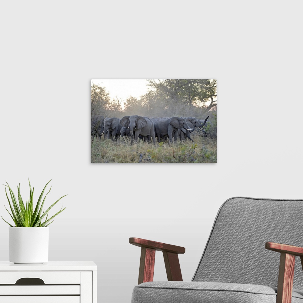 A modern room featuring African ElephantLoxodonta africanaUpset herd gathered together after smelling blood from wild dog...