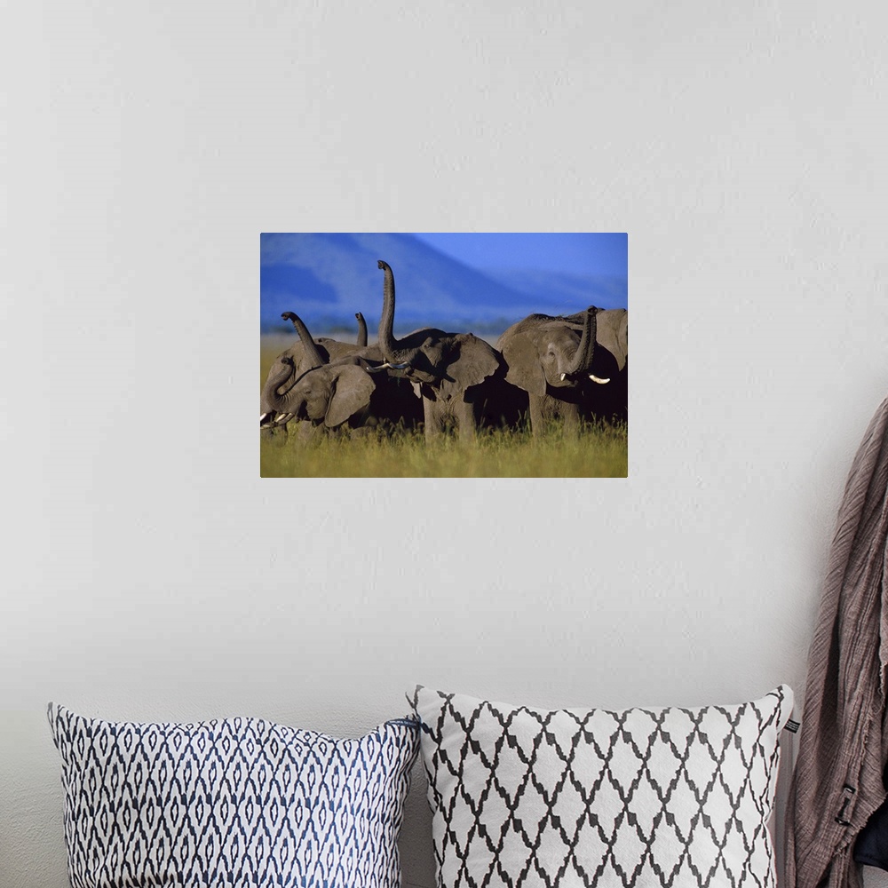 A bohemian room featuring African Elephant (Loxodonta africana) herd sniffing the air, Kenya