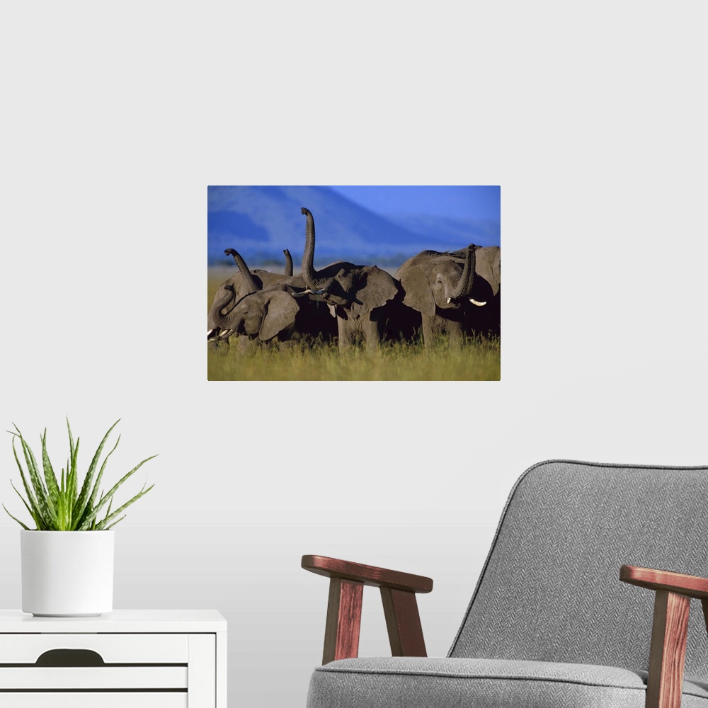 A modern room featuring African Elephant (Loxodonta africana) herd sniffing the air, Kenya