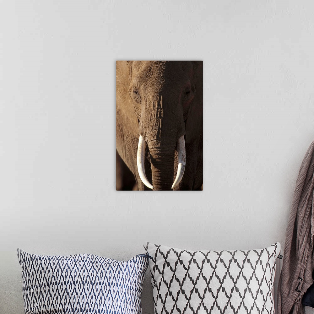 A bohemian room featuring African Elephant (Loxodonta africana) male portrait with long tusks, Kenya