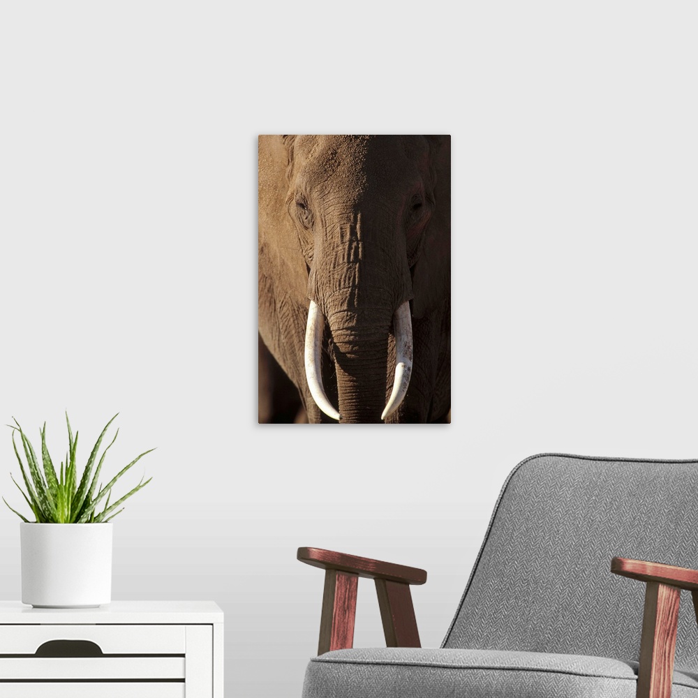 A modern room featuring African Elephant (Loxodonta africana) male portrait with long tusks, Kenya