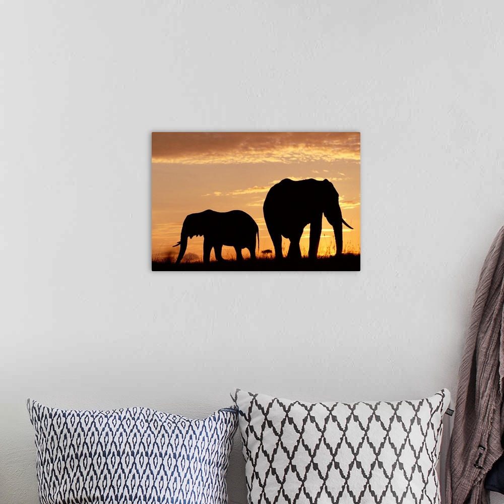 A bohemian room featuring African Elephant (Loxodonta africana) mother and calf silhouetted at sunset, Kenya