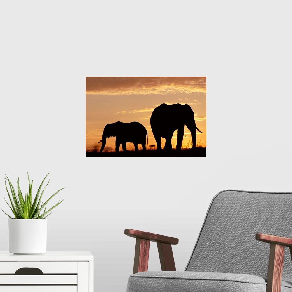 A modern room featuring African Elephant (Loxodonta africana) mother and calf silhouetted at sunset, Kenya
