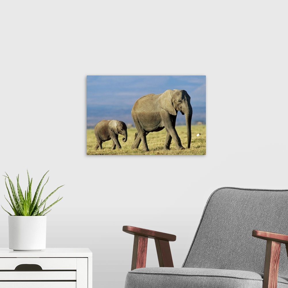 A modern room featuring African Elephant (Loxodonta africana) mother leading calf, Kenya