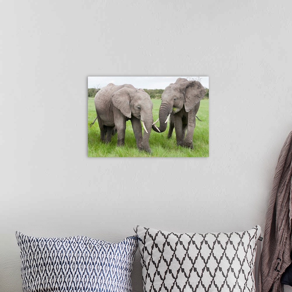 A bohemian room featuring African Elephant pair grazing, Ol Pejeta Conservancy, Kenya