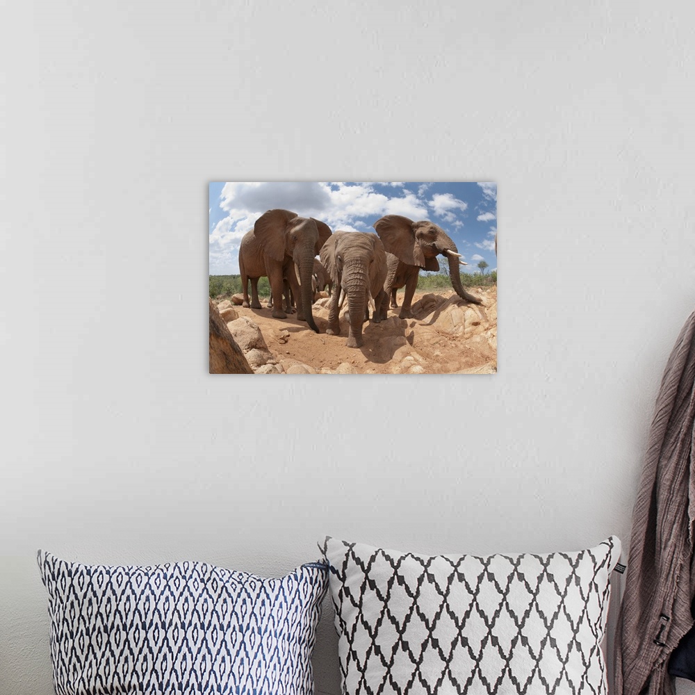 A bohemian room featuring African Elephant trio, Mpala Research Centre, Kenya