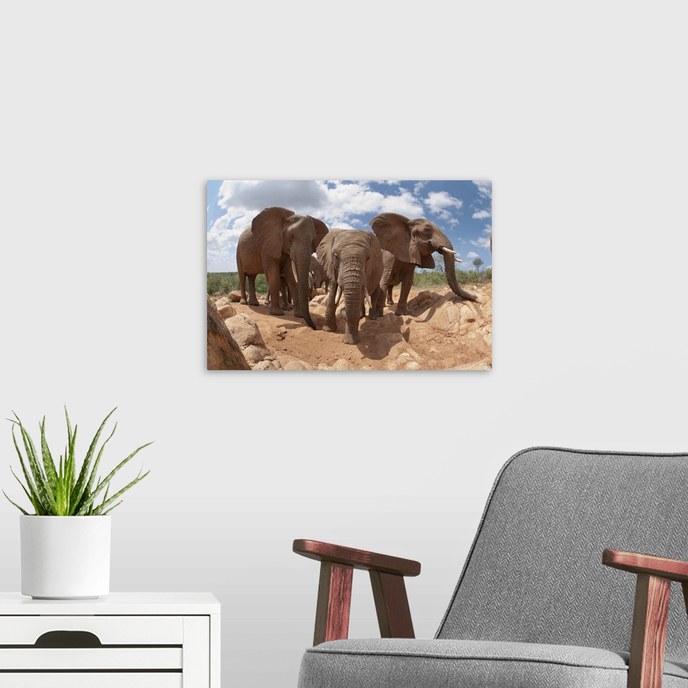 A modern room featuring African Elephant trio, Mpala Research Centre, Kenya