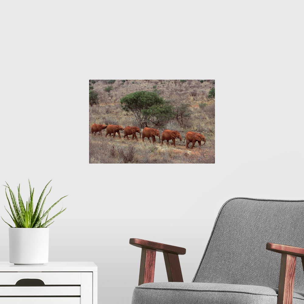 A modern room featuring African Elephant (Loxodonta africana) young orphans walking in a line to stockade, David Sheldric...