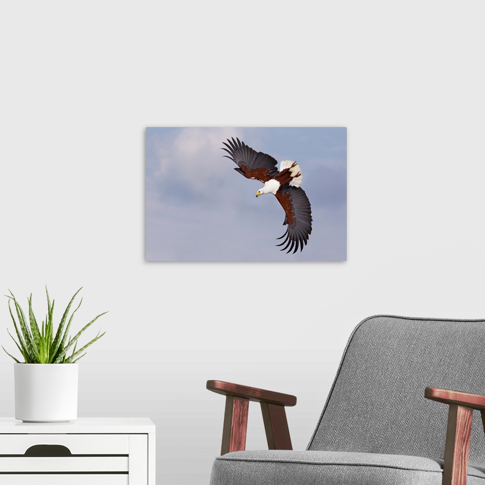 A modern room featuring African Fish Eagle flying, Lake Nakuru, Kenya.