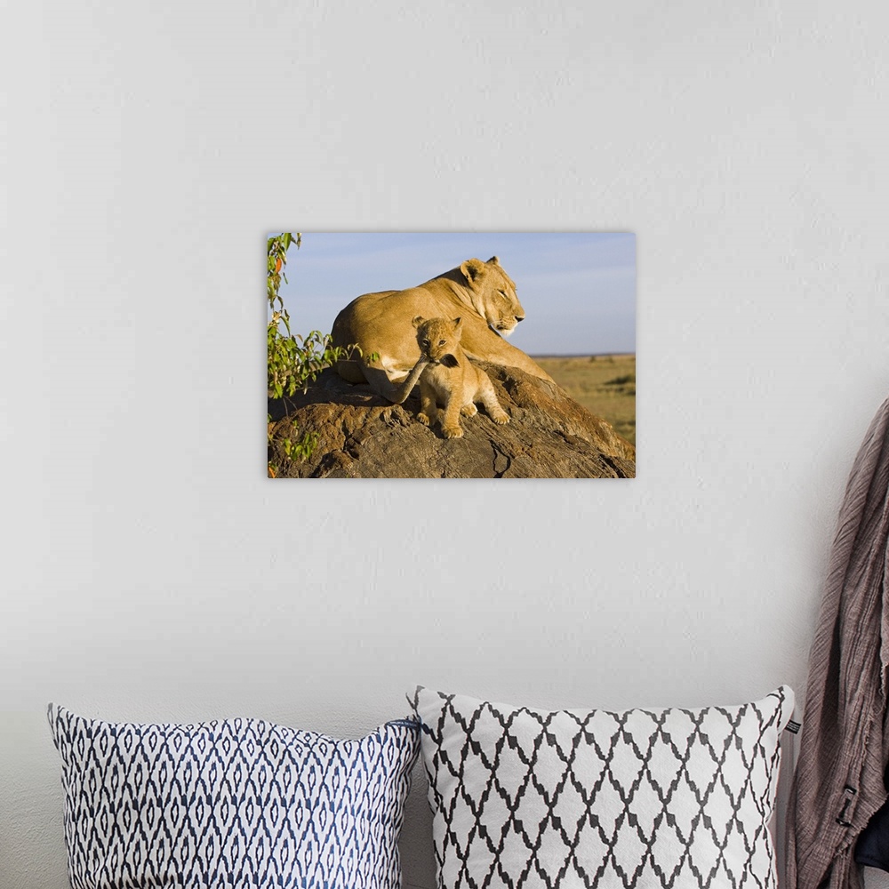 A bohemian room featuring A lioness snoozes on a rock in the sun while her offspring gnaws on her tail and stares at the ca...