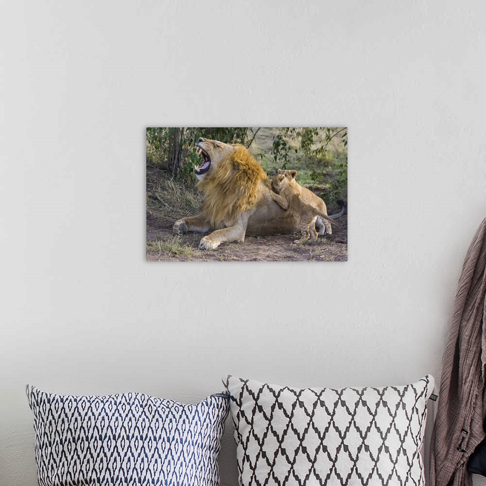 A bohemian room featuring African Lion (Panthera leo) seven to eight week old cubs playing with adult male, vulnerable, Mas...