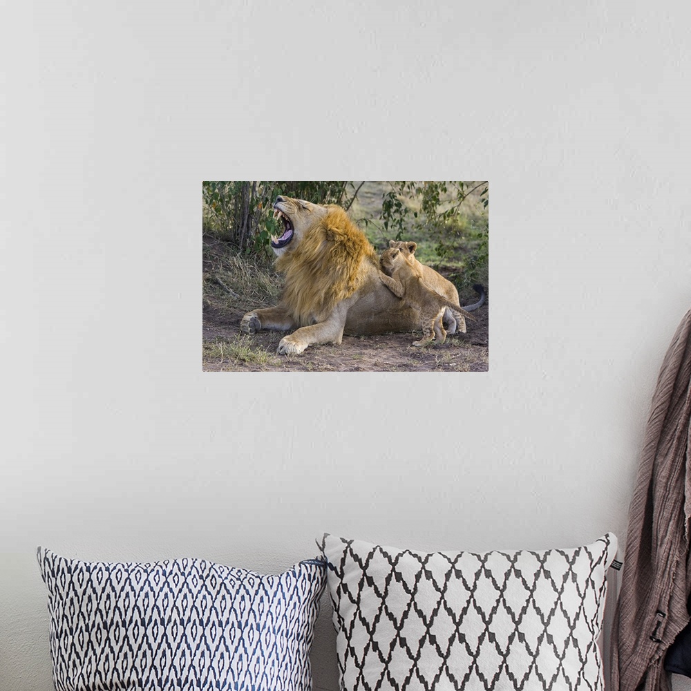 A bohemian room featuring African Lion (Panthera leo) seven to eight week old cubs playing with adult male, vulnerable, Mas...
