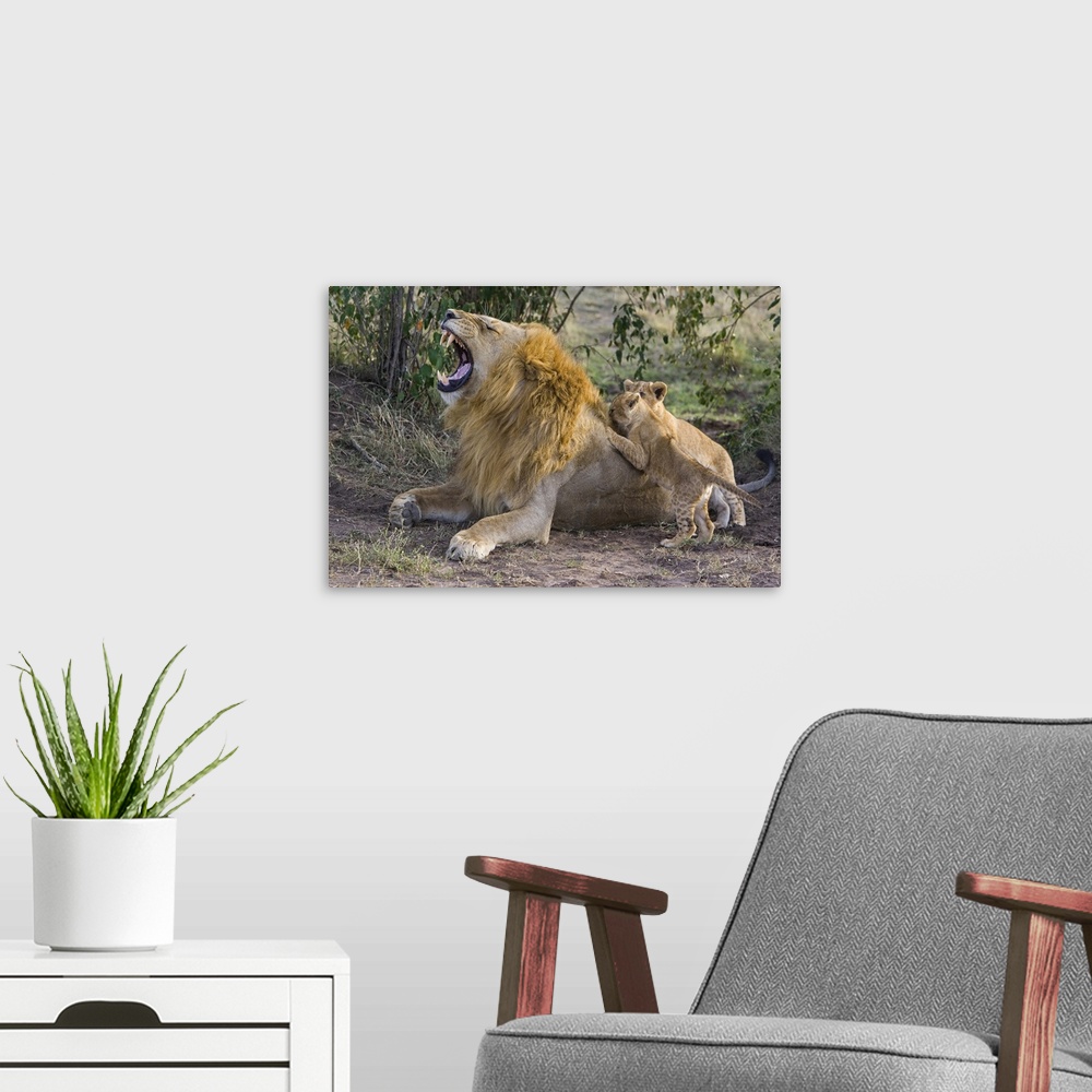 A modern room featuring African Lion (Panthera leo) seven to eight week old cubs playing with adult male, vulnerable, Mas...