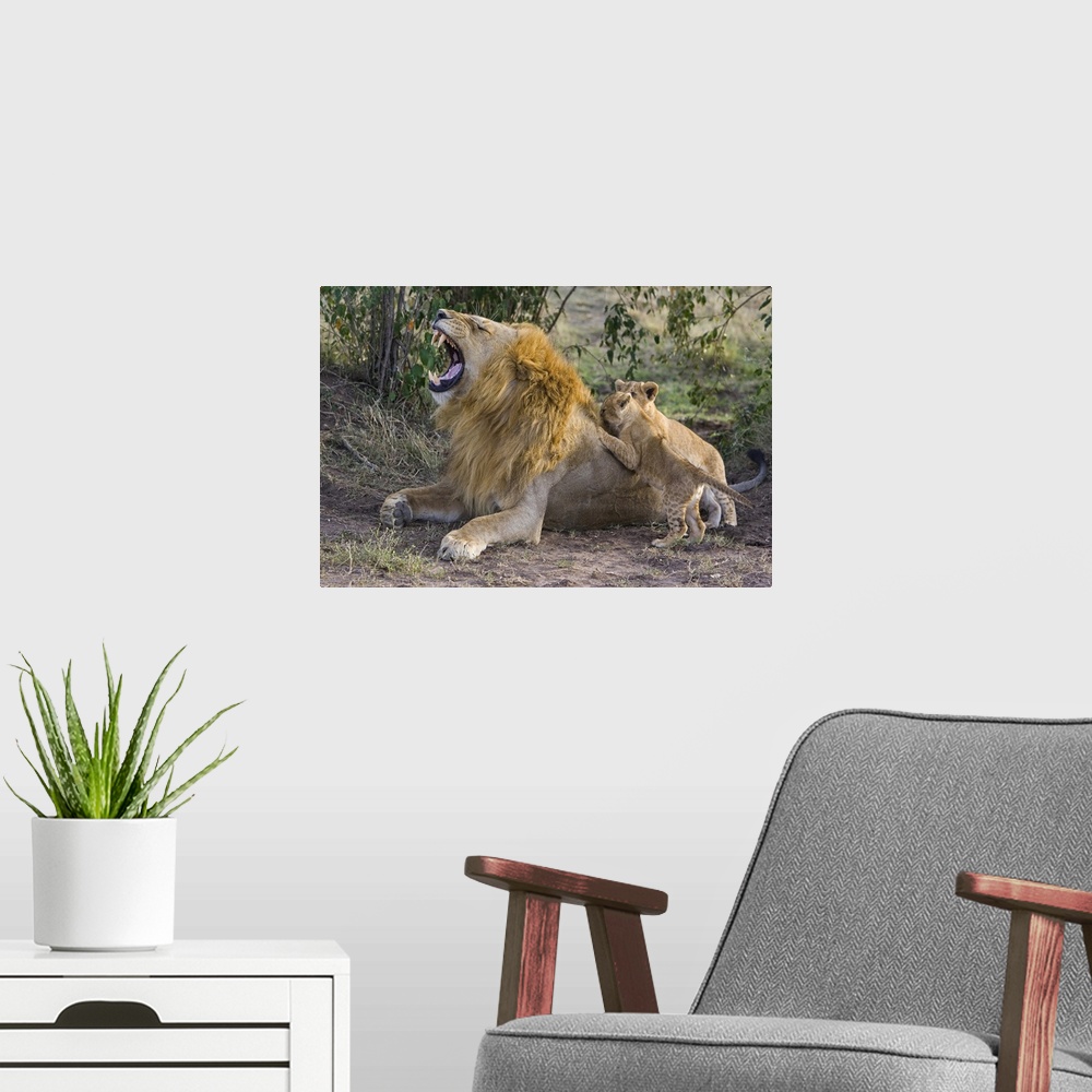 A modern room featuring African Lion (Panthera leo) seven to eight week old cubs playing with adult male, vulnerable, Mas...