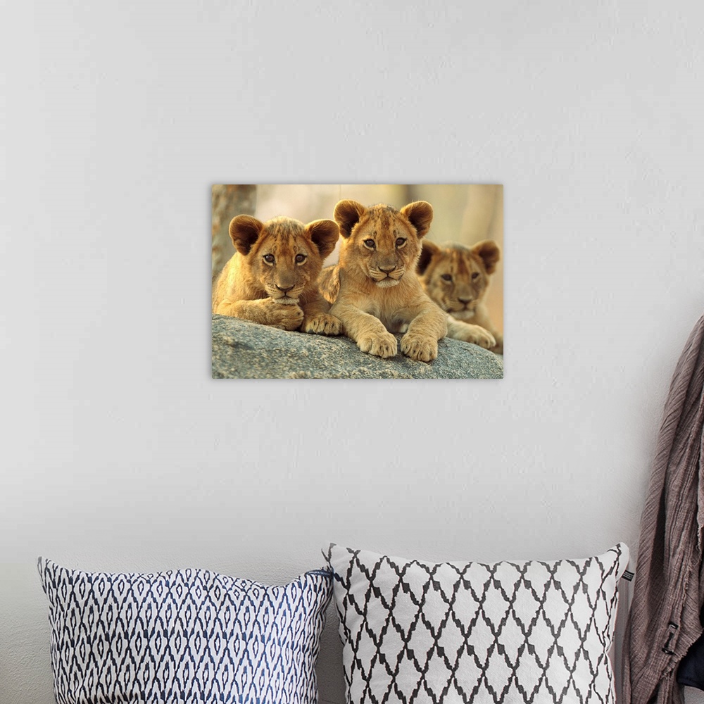 A bohemian room featuring African Lion cubs resting on a rock, Hwange National Park, Zimbabwe