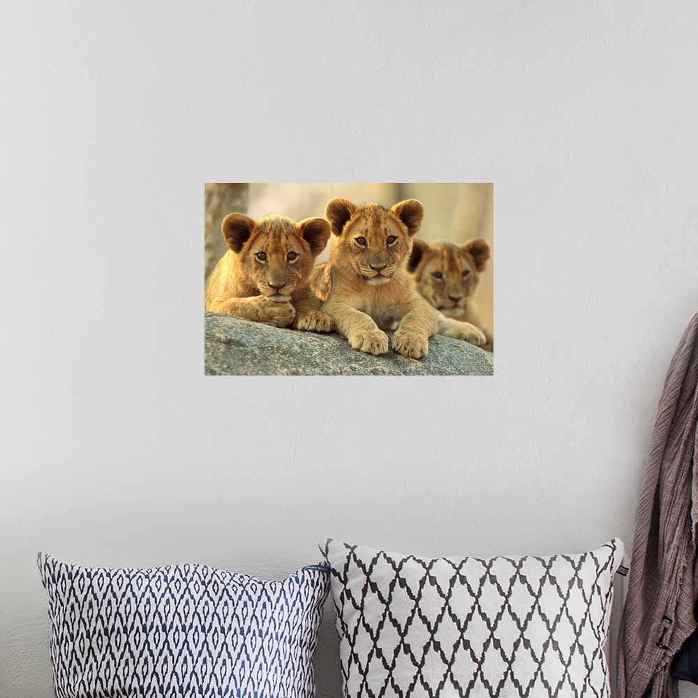 A bohemian room featuring African Lion cubs resting on a rock, Hwange National Park, Zimbabwe