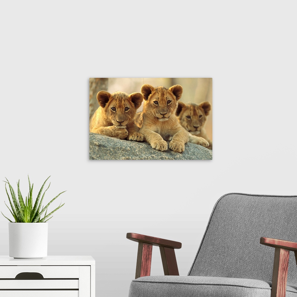 A modern room featuring African Lion cubs resting on a rock, Hwange National Park, Zimbabwe