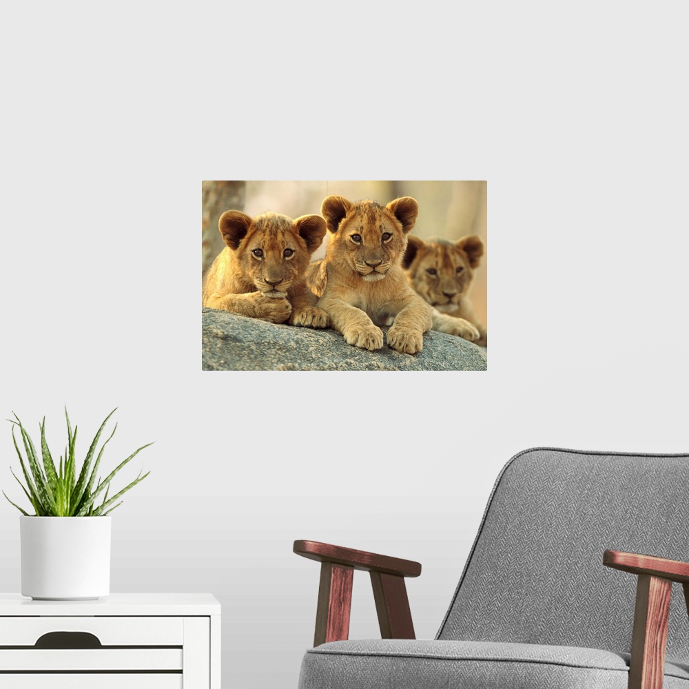 A modern room featuring African Lion cubs resting on a rock, Hwange National Park, Zimbabwe