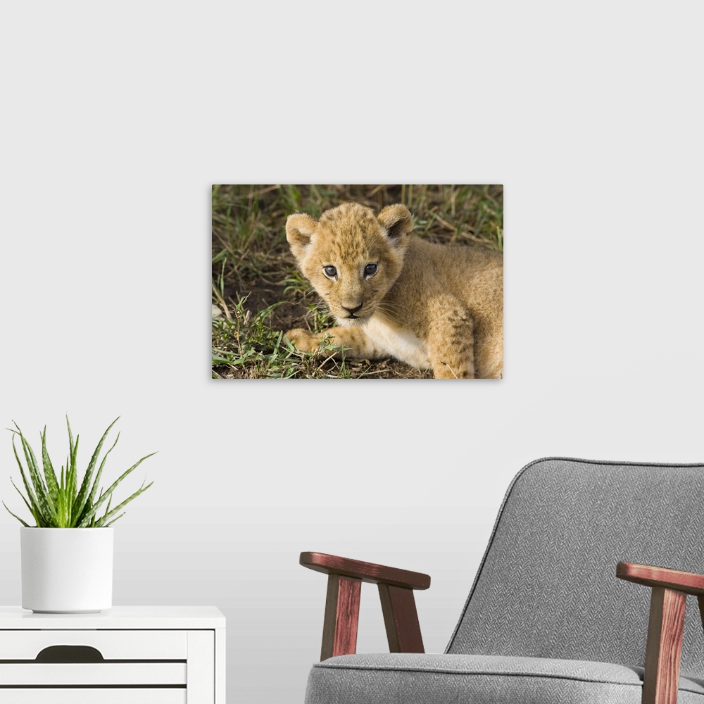 A modern room featuring African Lion (Panthera leo) five week old cub, vulnerable, Masai Mara National Reserve, Kenya