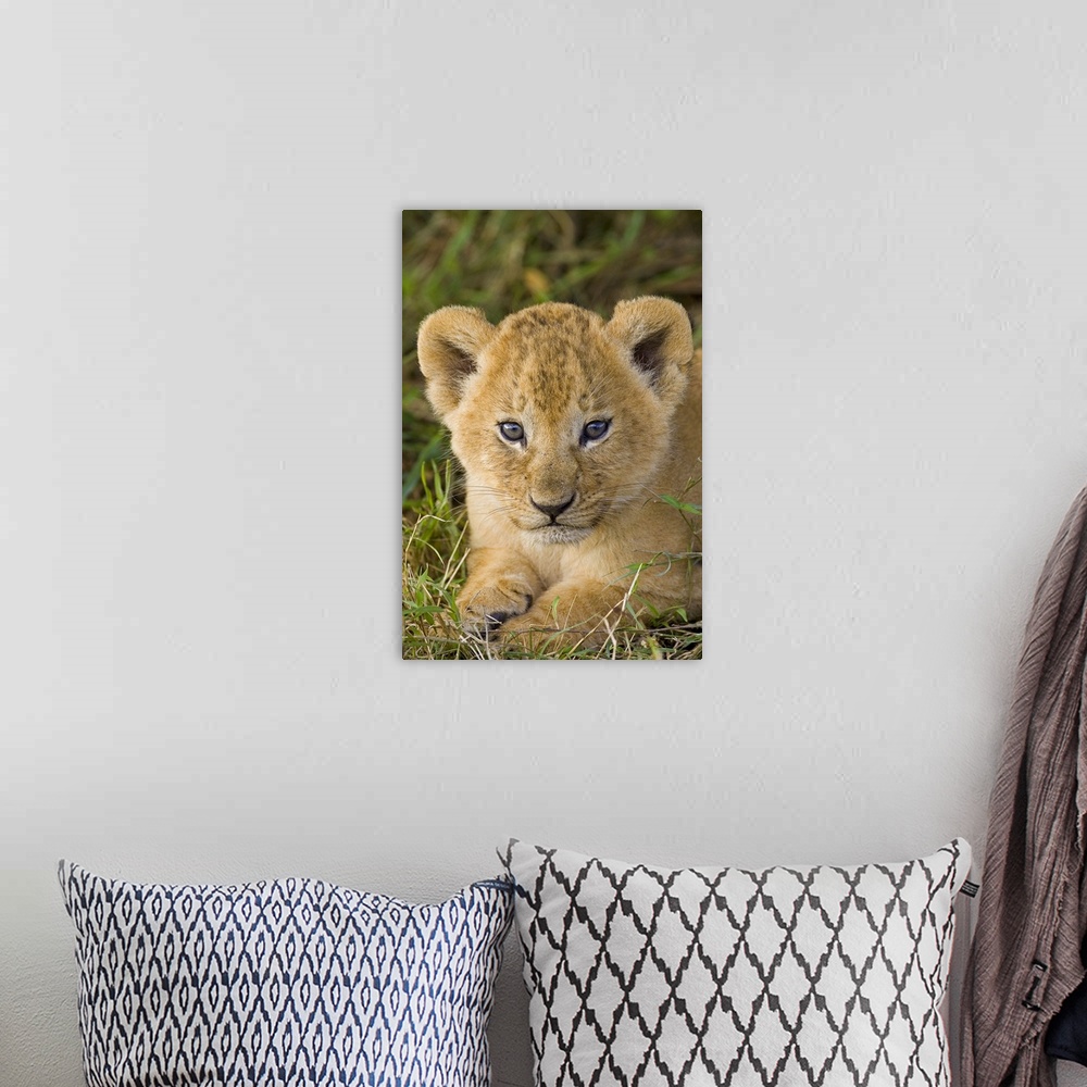 A bohemian room featuring African Lion (Panthera leo) five week old cub, vulnerable, Masai Mara National Reserve, Kenya