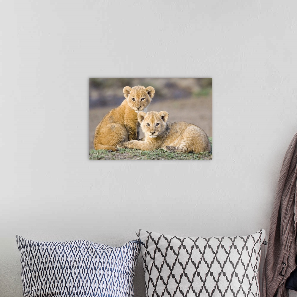 A bohemian room featuring African Lion (Panthera leo) four to five week old cubs, vulnerable, Masai Mara National Reserve, ...